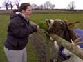 Donkey Feeding